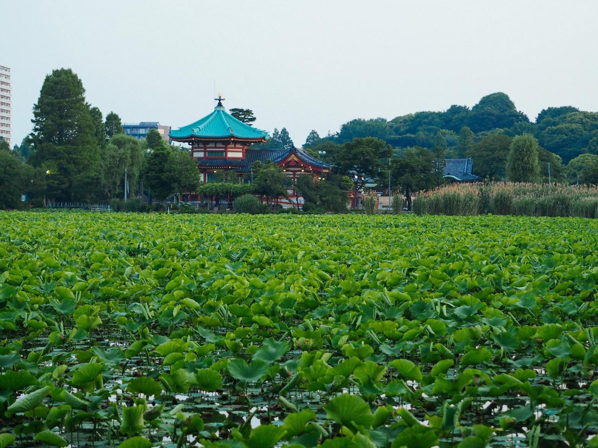 Tora Hotel Asakusa Tokyo Eksteriør billede